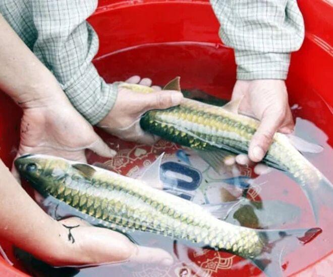 Loài cá chỉ có ở Tuyên Quang, nghe tên đã thấy "khổ" nhưng thịt lại đậm đà, nay siêu hiếm có tiền cũng khó mà mua - 2