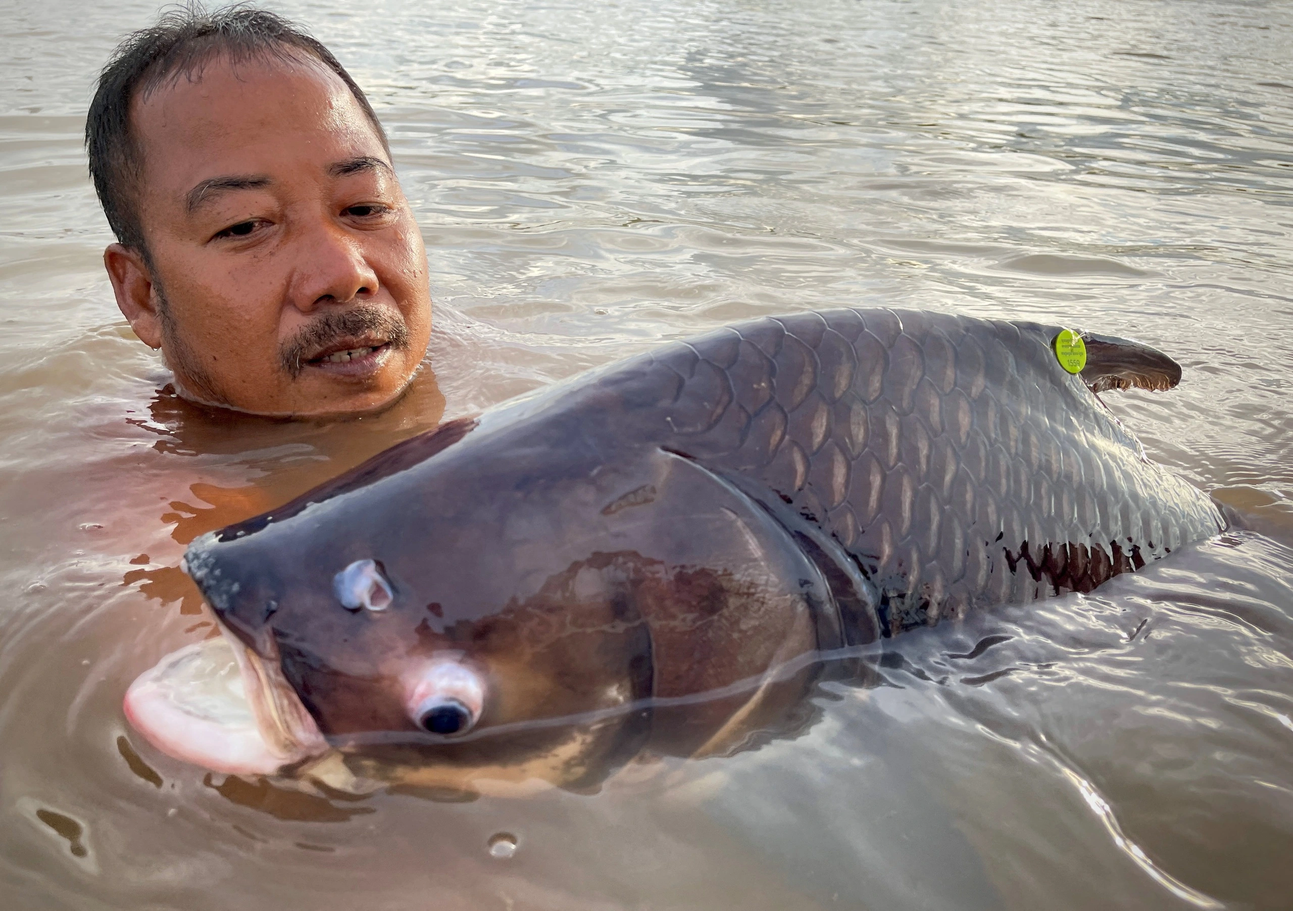 Loài cá chỉ đại gia mới dám ăn, nặng hơn 100kg vẫn &#34;săn lùng&#34; ráo riết vì siêu hiếm, thịt ngon béo giàu dinh dưỡng - 2