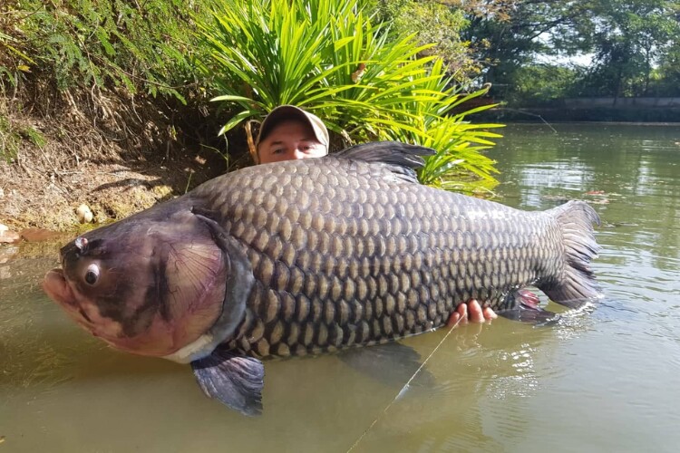 Loài cá chỉ đại gia mới dám ăn, nặng hơn 100kg vẫn &#34;săn lùng&#34; ráo riết vì siêu hiếm, thịt ngon béo giàu dinh dưỡng - 5