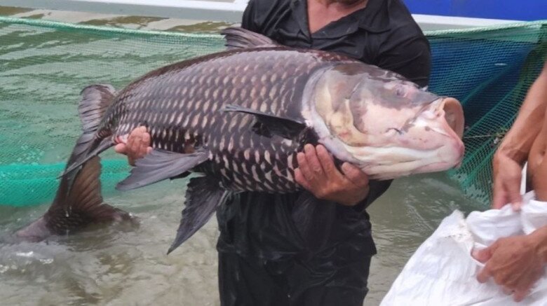 Loài cá chỉ đại gia mới dám ăn, nặng hơn 100kg vẫn &#34;săn lùng&#34; ráo riết vì siêu hiếm, thịt ngon béo giàu dinh dưỡng - 3