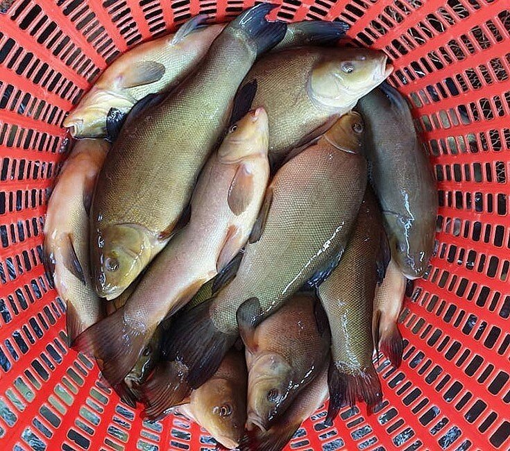 Loài cá có mùi thơm lạ kỳ xưa chẳng ai biết, nay thành đặc sản vì quá khó nuôi - 3