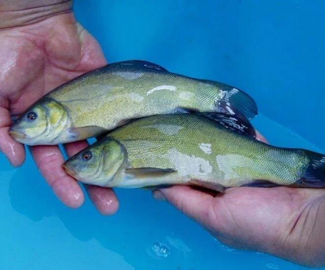 Loài cá có mùi thơm lạ kỳ xưa chẳng ai biết, nay thành đặc sản vì quá khó nuôi - 1