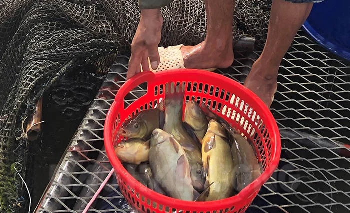 Loài cá có mùi thơm lạ kỳ xưa chẳng ai biết, nay thành đặc sản vì quá khó nuôi - 4