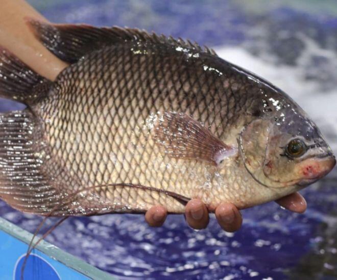 Loài cá có "tai" lạ là đặc sản nổi tiếng miền Tây, đem làm món nhìn đã "nổi da gà" nhưng lại là tuyệt đỉnh ẩm thực - 1