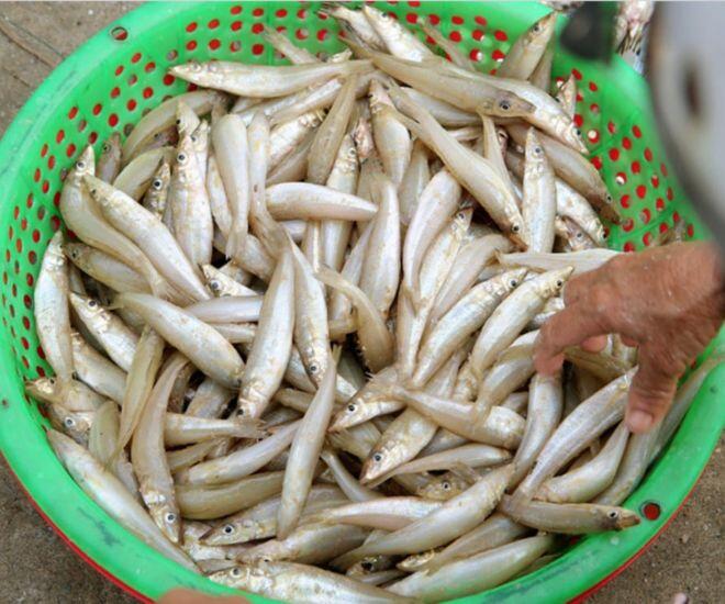 Loài cá có tên nghe &#34;cục súc&#34; đem làm gỏi thành đặc sản nức tiếng ở Hà Tĩnh, người khó tính nhất cũng gật gù khen ngon - 1