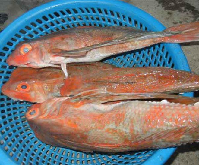 Loài cá có tên như loài bò sát mình toàn xương xưa chỉ cho gia súc ăn, nay nướng lên thơm nức mũi thành đặc sản &#34;tuyệt đỉnh&#34; - 1