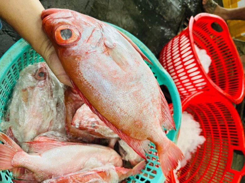 Loài cá có tên như món &#34;khoái khẩu&#34; của các cụ lại là đặc sản nức tiếng miền Tây, 300.000đ/kg vẫn &#34;cháy hàng&#34; - 3