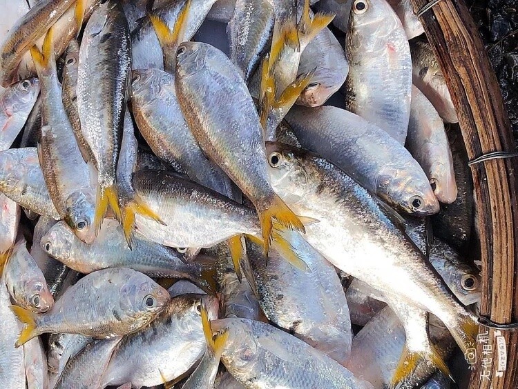 Loài cá do chim hóa thành "độc quyền" ở sông Hồng, mỗi năm ngược dòng đẻ trứng, thịt béo ngậy đặc trưng làm đủ món ngon - 1