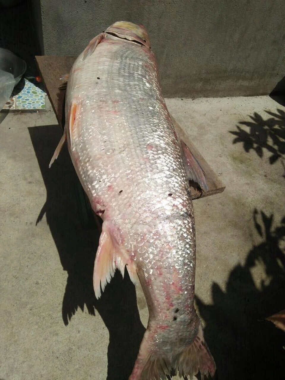 Loài cá được mệnh danh là "cọp nước" ở sông Đà, là "thủy quái" siêu hiếm và khó đánh bắt bậc nhất - 3