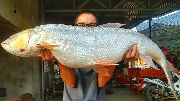 Loài cá được mệnh danh là "cọp nước" ở sông Đà, là "thủy quái" siêu hiếm và khó đánh bắt bậc nhất - 5