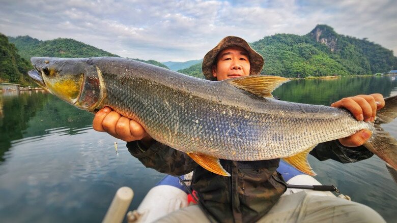 Loài cá được mệnh danh là "cọp nước" ở sông Đà, là "thủy quái" siêu hiếm và khó đánh bắt bậc nhất - 2