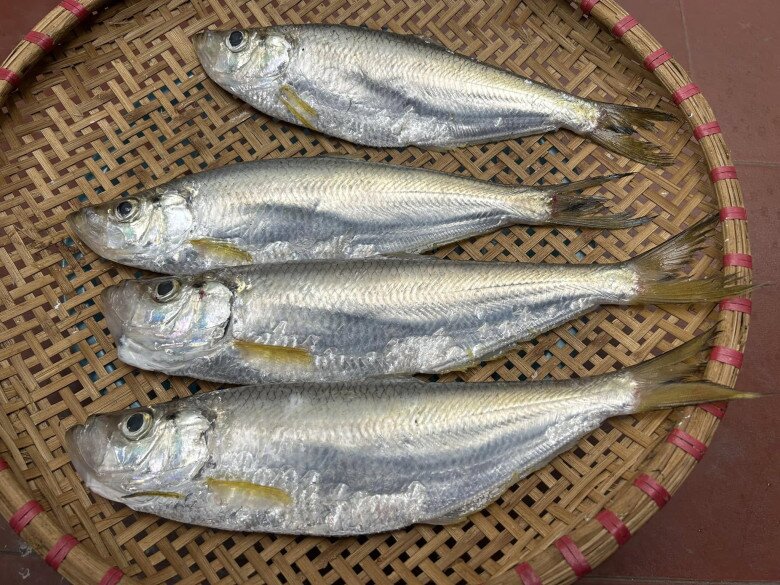Loài cá được xem là "tứ quý ngư" ở Việt Nam, xương nhiều nhưng thịt ngọt đậm khó cưỡng, dân thành phố ưa chuộng - 1
