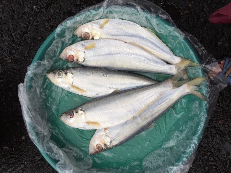 Loài cá được xem là "tứ quý ngư" ở Việt Nam, xương nhiều nhưng thịt ngọt đậm khó cưỡng, dân thành phố ưa chuộng - 2