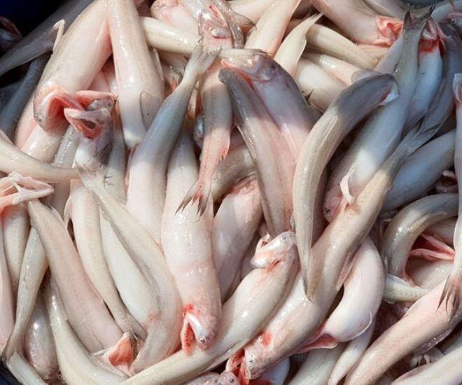 Loài cá mang tên một loại củ xưa dành cho nhà nghèo, nay thành đặc sản dân thành phố ưa chuộng, có tiền cũng khó mua - 1