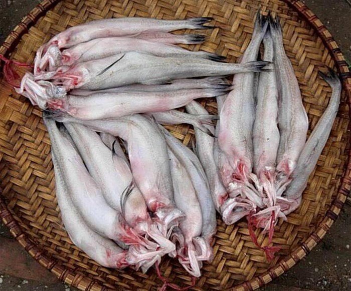Loài cá mang tên một loại củ xưa dành cho nhà nghèo, nay thành đặc sản dân thành phố ưa chuộng, có tiền cũng khó mua - 2