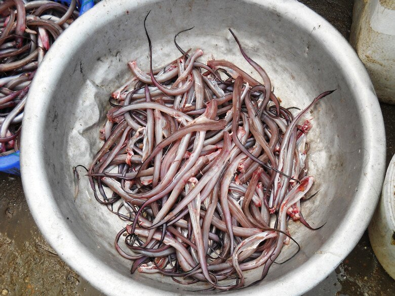 Loài cá nghe đã "gầy nhom" lại là đặc sản Đà Nẵng, đem phơi khô rồi nướng lên thơm nức mũi ai cũng mê - 2