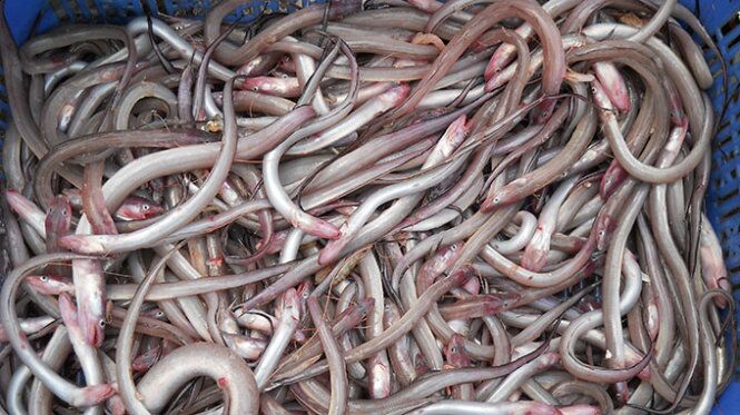 Loài cá nghe đã "gầy nhom" lại là đặc sản Đà Nẵng, đem phơi khô rồi nướng lên thơm nức mũi ai cũng mê - 1