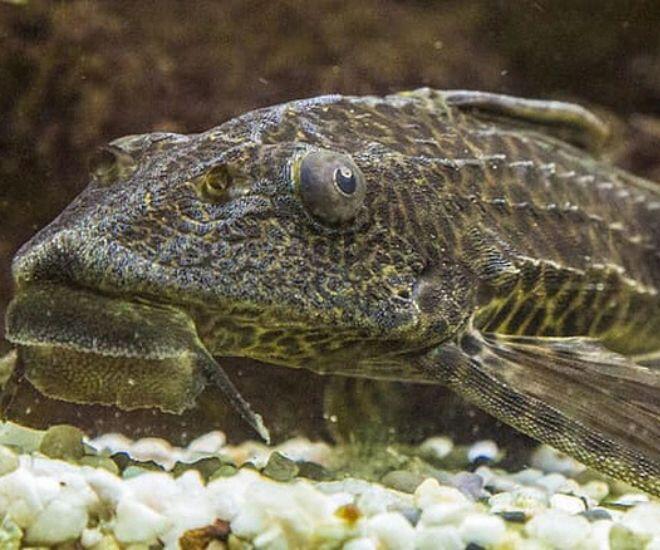 Loài cá nghe tên lạ có vẻ ngoài xấu xí là đặc sản độc lạ miền Tây, xưa bị ghét bỏ nay người dân lùng ăn - 1