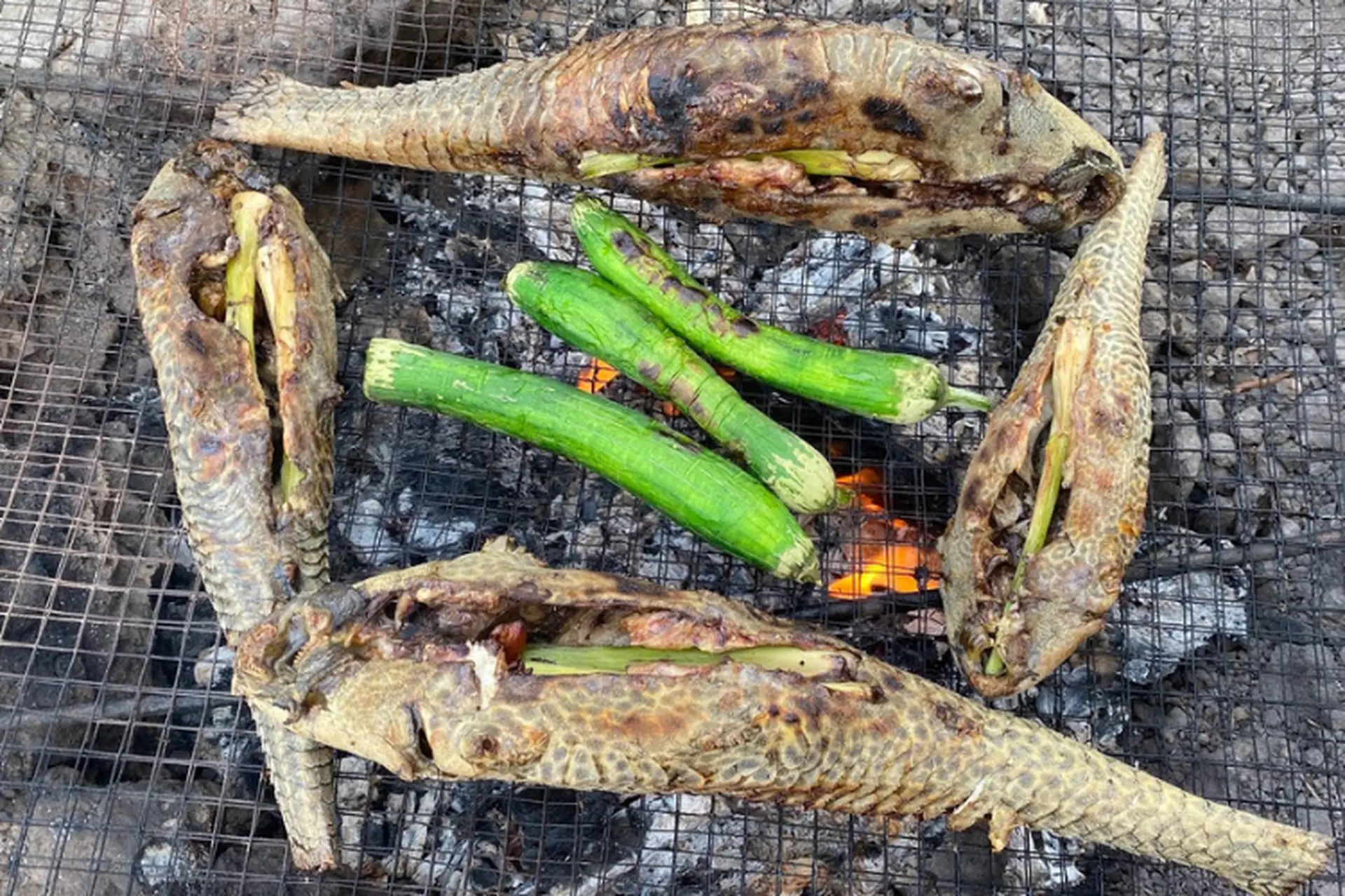 Loài cá nghe tên lạ có vẻ ngoài xấu xí là đặc sản độc lạ miền Tây, xưa bị ghét bỏ nay người dân lùng ăn - 3