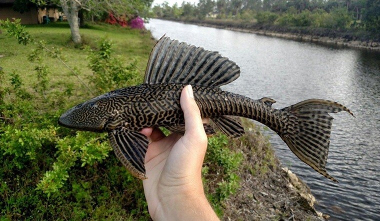 Loài cá nghe tên lạ có vẻ ngoài xấu xí là đặc sản độc lạ miền Tây, xưa bị ghét bỏ nay người dân lùng ăn - 2