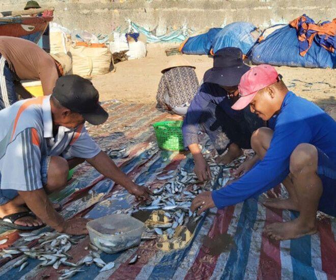 Loài cá &#34;nhà nghèo&#34; là hương vị tuổi thơ của người miền Trung, đem kho chấm rau luộc được ví với &#34;ân huệ của đất trời&#34; - 1