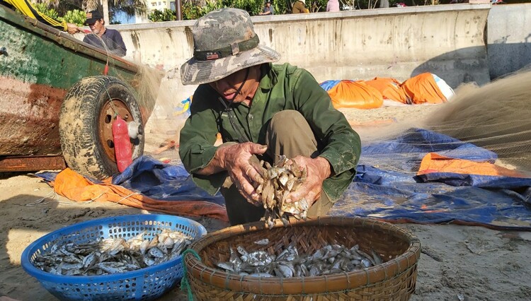 Loài cá &#34;nhà nghèo&#34; là hương vị tuổi thơ của người miền Trung, đem kho chấm rau luộc được ví với &#34;ân huệ của đất trời&#34; - 5