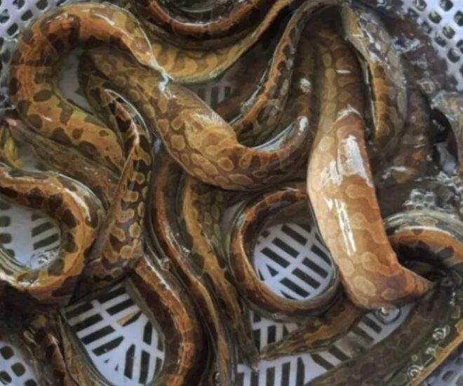 Loài cá nhìn rợn người lại là "siêu phẩm" ở Quảng Nam, thịt ngon ngọt tưởng nêm thêm mì chính - 1