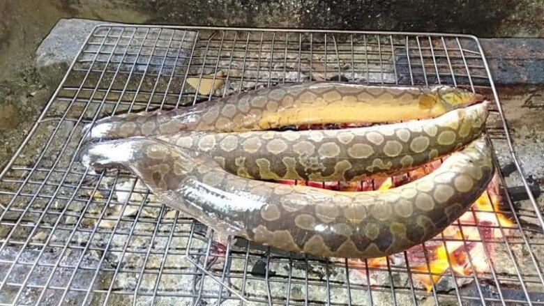 Loài cá nhìn rợn người lại là "siêu phẩm" ở Quảng Nam, thịt ngon ngọt tưởng nêm thêm mì chính - 3