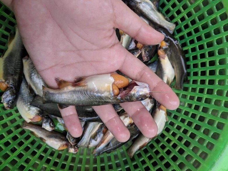 Loài cá nhỏ xíu bụng chứa đầy trứng vàng ươm, là món &#34;quà quê&#34; của người miền Tây nhưng ăn là &#34;ghiền&#34; - 4