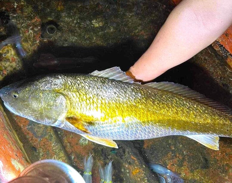 Loài cá quý giá cả tỷ đồng ở Việt Nam, bên trong chứa thứ giới nhà giàu khắp nơi "săn lùng" - 1