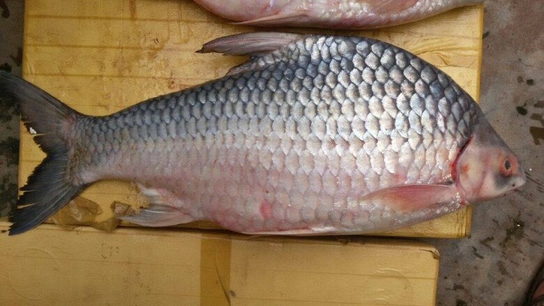 Loài cá tên lạ có lưng hơi gù, phóng vọt như tên, ăn được cả vảy vì giòn sần sật lại béo thơm "gây nghiện" - 2