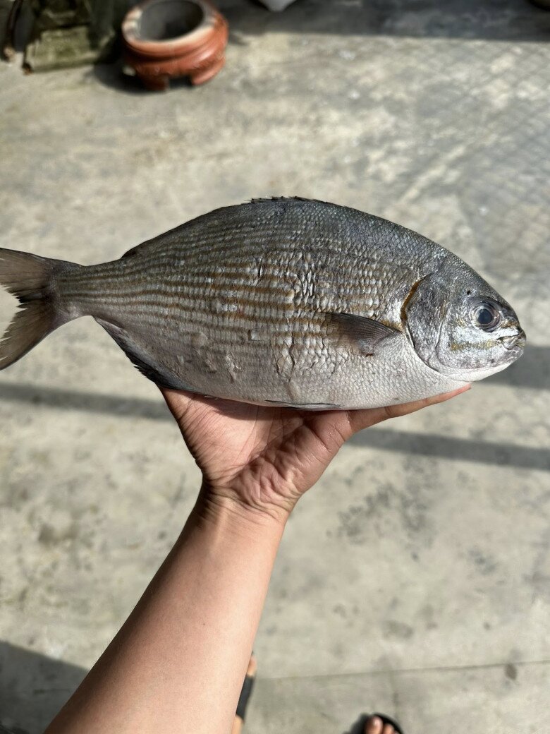 Đảo Lý Sơn có loài cá “thoắt ẩn thoắt hiện” mang cái tên nghe &#34;rợn tóc gáy&#34; cực khó săn, có tiền chưa chắc mua được - 2