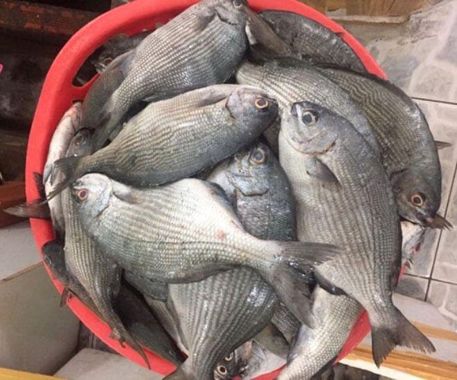 Đảo Lý Sơn có loài cá “thoắt ẩn thoắt hiện” mang cái tên nghe &#34;rợn tóc gáy&#34; cực khó săn, có tiền chưa chắc mua được - 1