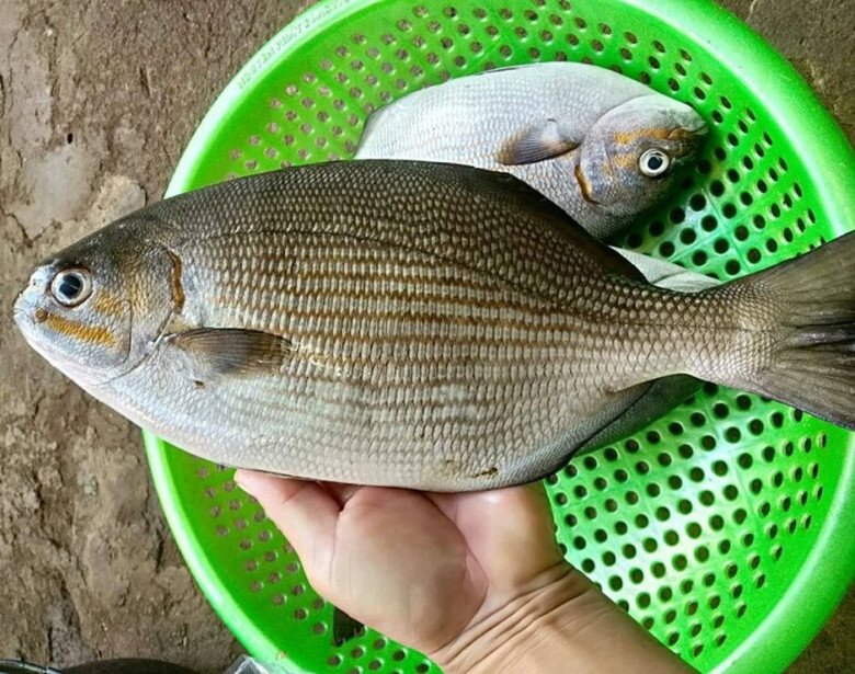 Đảo Lý Sơn có loài cá “thoắt ẩn thoắt hiện” mang cái tên nghe &#34;rợn tóc gáy&#34; cực khó săn, có tiền chưa chắc mua được - 3