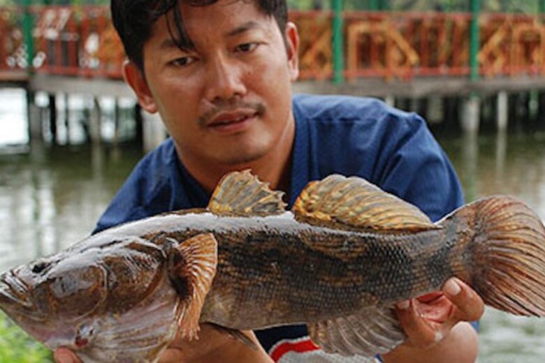 Loài cá trốn trong bùn nhìn tối thui, thịt trắng và dai thơm như thịt gà, giá cao vẫn bán "đắt như tôm tươi" - 4