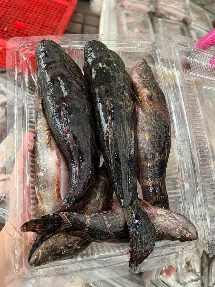Loài cá trốn trong bùn nhìn tối thui, thịt trắng và dai thơm như thịt gà, giá cao vẫn bán "đắt như tôm tươi" - 3