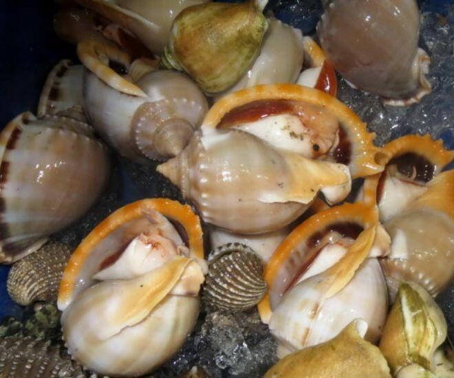 Loài ốc tên nghe đã thấy &#34;bốc mùi&#34; xưa chẳng ai thèm ăn, nay thành đặc sản không thể thiếu ở nhà hàng, giá đến 270.000đ/kg - 1