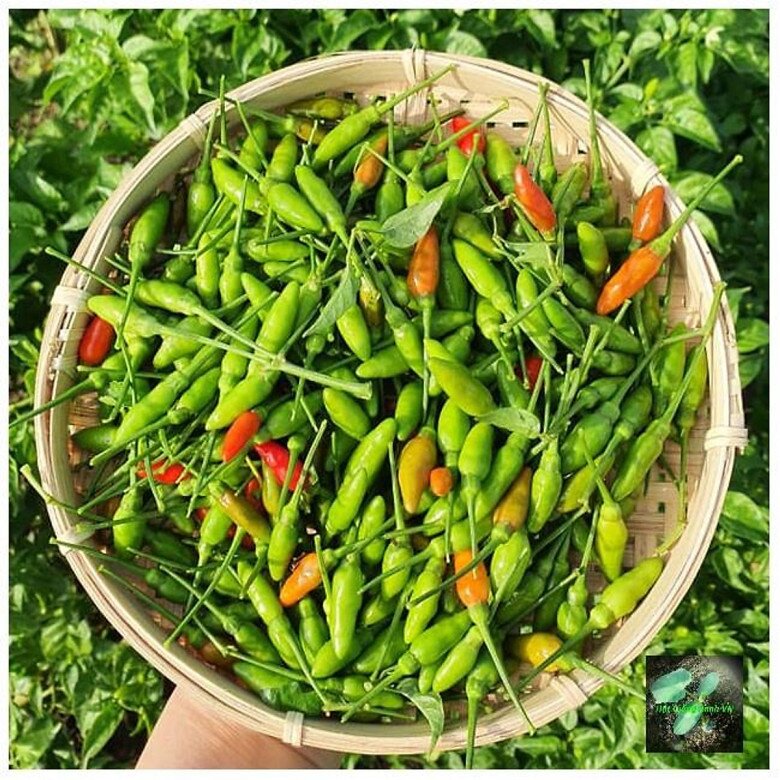 Loại quả bé tí xưa mọc dại trên rừng chẳng ai hái, nay "lên đời" được chị em săn lùng dù giá đến 1 triệu/kg - 2