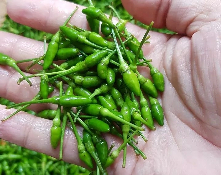 Loại quả bé tí xưa mọc dại trên rừng chẳng ai hái, nay "lên đời" được chị em săn lùng dù giá đến 1 triệu/kg - 3