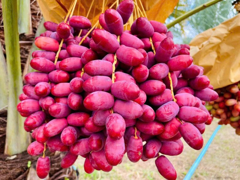 Loại quả căng mọng "đắt đỏ" nhất Việt Nam, nhìn vừa quen vừa lạ giá tận 700.000 đồng/kg vẫn "cháy hàng" - 3