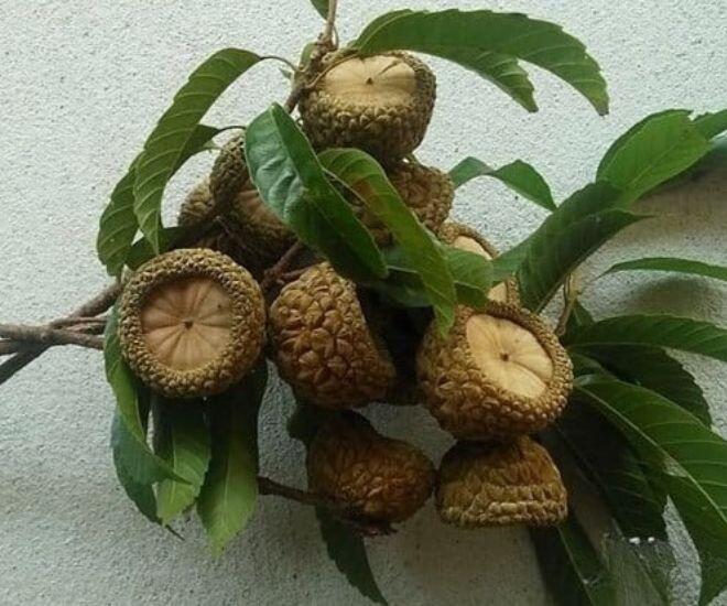 Loại quả phải dùng búa để ăn, xưa đầy không ai nhặt nay chưa rụng đã có người "săn", hàng không có mà bán - 1