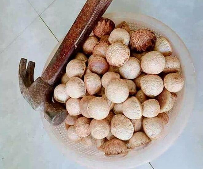 Loại quả phải dùng búa để ăn, xưa đầy không ai nhặt nay chưa rụng đã có người "săn", hàng không có mà bán - 3
