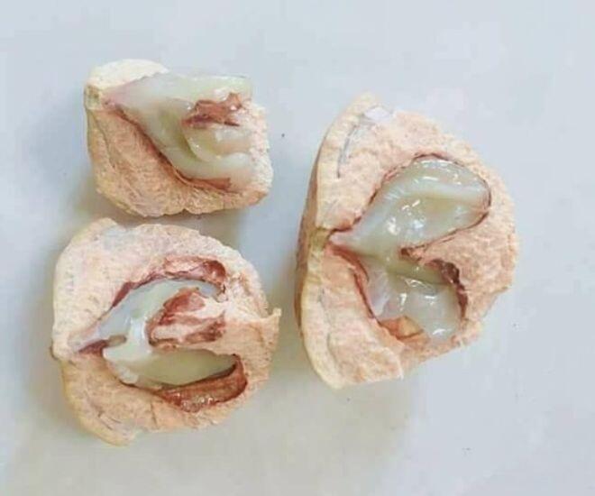 Loại quả phải dùng búa để ăn, xưa đầy không ai nhặt nay chưa rụng đã có người "săn", hàng không có mà bán - 4