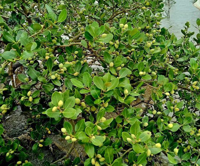 Loại quả tên nghe như một loại gia vị, có vị đắng ngắt đem xào tôm lại thành đặc sản Quảng Ninh thử một lần là &#34;nghiện&#34; - 1