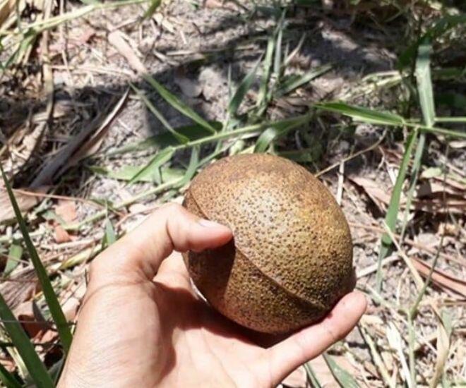 Loại quả thơm mát ngọt lành người miền Tây si mê nhưng hiếm ai biết tên, xưa nhặt là có nay thành "của quý" - 1