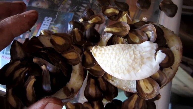 Loại quả thơm mát ngọt lành người miền Tây si mê nhưng hiếm ai biết tên, xưa nhặt là có nay thành "của quý" - 3