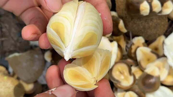 Loại quả thơm mát ngọt lành người miền Tây si mê nhưng hiếm ai biết tên, xưa nhặt là có nay thành "của quý" - 4