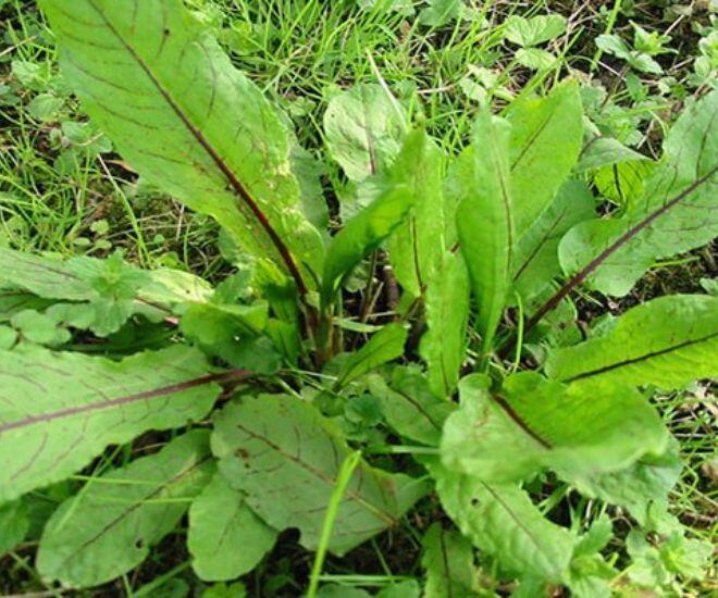 Loại rau có tên như chuột kêu xưa mọc hoang không ai ngó ngàng, nay thành đặc sản "sang chảnh" giá hàng trăm nghìn/kg - 1