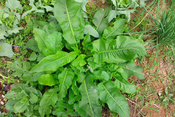 Loại rau có tên như chuột kêu xưa mọc hoang không ai ngó ngàng, nay thành đặc sản "sang chảnh" giá hàng trăm nghìn/kg - 4