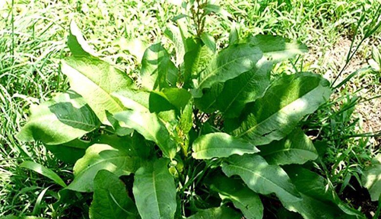 Loại rau có tên như chuột kêu xưa mọc hoang không ai ngó ngàng, nay thành đặc sản "sang chảnh" giá hàng trăm nghìn/kg - 2